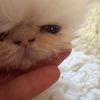 dalarystitch8