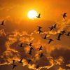 waterfowl45