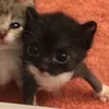 ieatcatsss