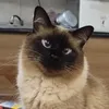 gatinha.produtos