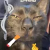 xemcccc