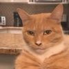 mewing_go