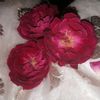 user1313309601863umair