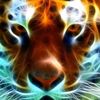 mohamad.jawhara