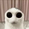 disturbing_cat
