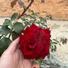 user8108628456127