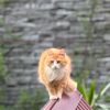 kitty.aliska