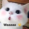 wibufakehell