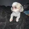 amani.angelopoulo