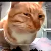 wuttyadoin