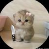 mdreafathislam938