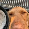 dog_ummm