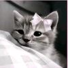 matchaa_lovers01
