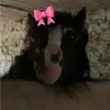 jannemeersschaut