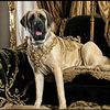 kathleenmastiffs