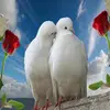 user97773139991653