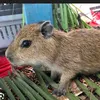 capivara7989