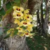 marciaalmeida5430