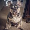 frenchiexl