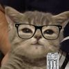 black_cat_lf