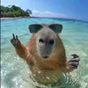 kuteluci