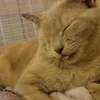 rexecute