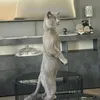 sami.inrahim