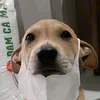 banbinungha__