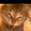 carecaxxz69