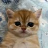 sulis_27_0