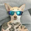 cachorrao_aura