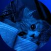 samiah.mohammadi