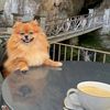 🐕👑