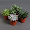 succulents_from_ukraine