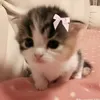 anna.lyvia6