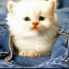 talin_881
