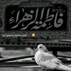 fatimajaffri781