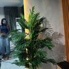 olu_ninix