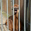 isolophiliax