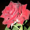 user9500876605277