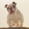 frasierthebulldog