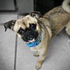 emmie_the_pugwawa