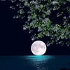 ashik3219