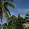 bambu804
