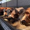 PJS Farm