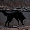 wolf.terian
