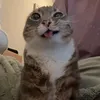 ductuanhehe