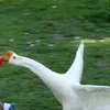 muadonghq