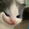 tintaolamcho07