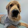 luxthegoodboy